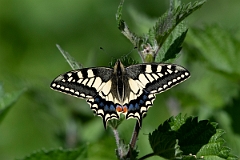 David Plant Photography - Wildlife Photography - Swallowtail - F